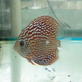 Altum Flora Discus 5cm | Fast Delivery Australia-wide