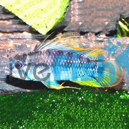 Baenschi (Inka I) 3.5cm - Wild | Fast Delivery Australia-wide