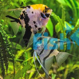 assorted-angelfish_8.jpg