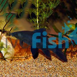 Black Shark 5cm 