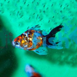 Black Moor Goldfish Tank Fantail Goldfish Care Black Moor Goldfish Calico  Fantail Goldfish Care Calico Fantail, image size:265x265