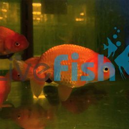 Japan Red Ranchu 9cm 'Delivered to your door in Australia'