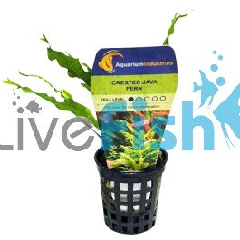 Java Fern Crested - Pot "Delivered to your door in Australia''