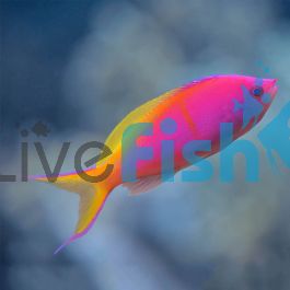 Male Threadfin Anthias - Medium | Fast Delivery Australia-wide