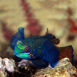 Mandarin Fish - Medium | Fast Delivery Australia-wide