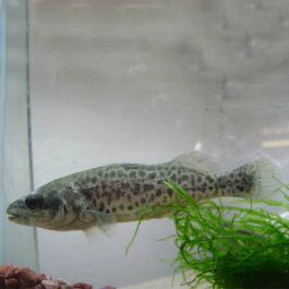 Murray Cod 8cm | Fast Delivery Australia-wide