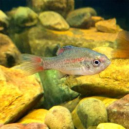 Python Perching Southern Pygmy Perch 3cm | Fast Delivery Australia-wide