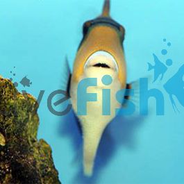 Rectangle Triggerfish - Small | Fast Delivery Australia-wide