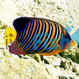 Medium Angelfish Angelfish Regal - Medium Adult | Fast Delivery Australia-wide