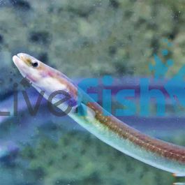 American Eel Fish Where To Buy Live Eels Near Me Short Finned Eel