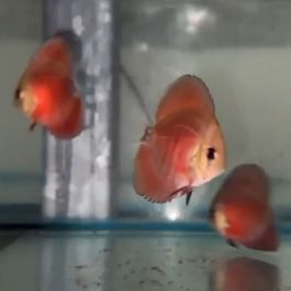 Solid Red Cover Discus 7cm | Fast Delivery Australia-wide
