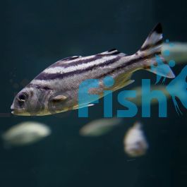 Target Fish Brackish 5cm 