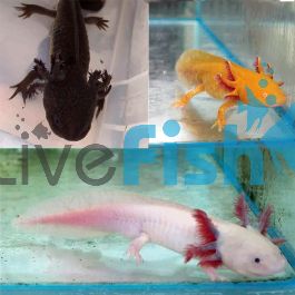 Assorted Walking Fish Axolotl 15cm 