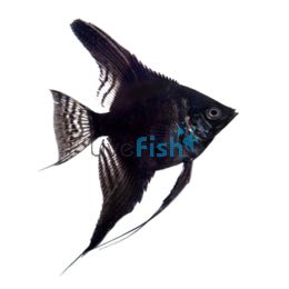 Black Angelfish 4.5cm