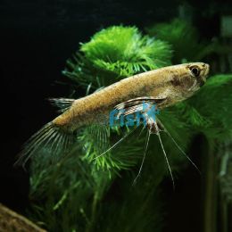 Butterfly Fish - Pantodon 6cm