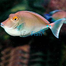 Tang Bluespine Unicornfish - Large