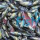 100 x Perch - Silver 3cm