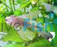 Assorted Longfin Bristlenose Catfish 4cm