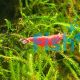 10x Fire Red Shrimp