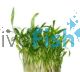 Cryptocoryne Lutea Tissue Culture Tub