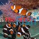 1xBlack&White and 1xOrange&White Clownfish