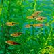 Red Rasbora Hengeli 