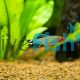 Rummynose Tetra