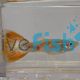 Male Pigeon Blood Guppy 
