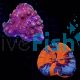 Coral Pack 374