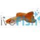 Male Koi Guppy 