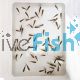60 x Feeder Goldfish - Medium (4-5cm)