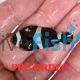 2x Black and White Misbar Clownfish