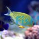 Tang Clown Lined Surgeonfish