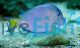 Atlantic Blue Tang - Medium