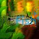 Agassizii Alenquer Apistogramma 
