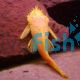 Albino Bristlenose Catfish