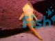 Albino Bristlenose Catfish 5cm