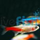 Albino Neon Tetra