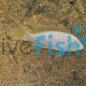 Albino Princess Cichlid - Neolamprologus brichardi 