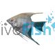 Albino Red Eye Angelfish 