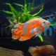 Albino Red Oscar