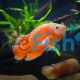 Albino Red Oscar