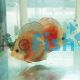 Red Alenquer Discus