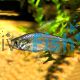 Yellowtail Congo Tetra