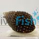 Algae Eater Snail MED Cerith snail