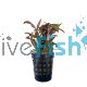 Alternanthera Reineckii - Mini - Pot