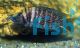 Altolamprologus Calvus 5cm