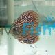 Altum Flora Discus 