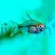 Glass Fish - Chanda Ranga