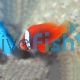 Fire Clownfish